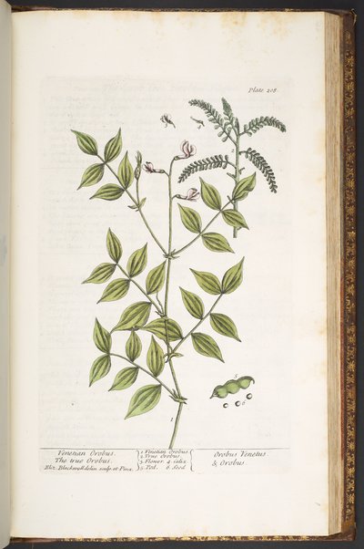 Tavola 208, da 