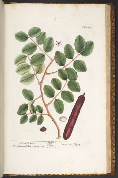 Tavola 209, da 