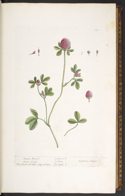 Tavola 20, Trifoglio rosso, da 