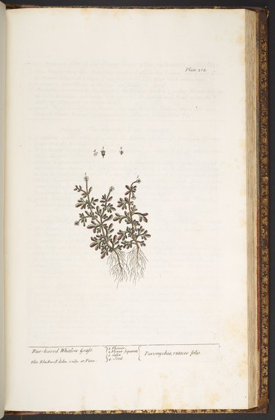 Tavola 212, da 