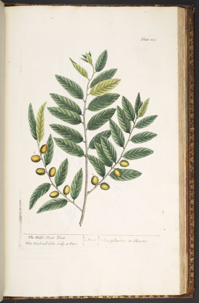 Tavola 213, da 