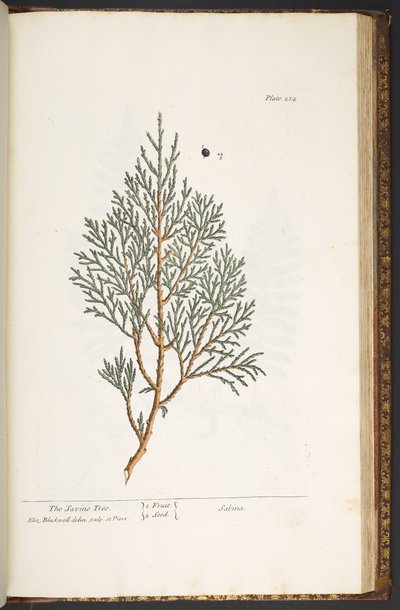 Tavola 214, da 
