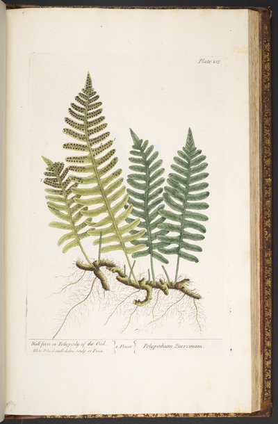 Tavola 215, Felce di Quercia, da 