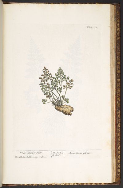 Tavola 219, da 