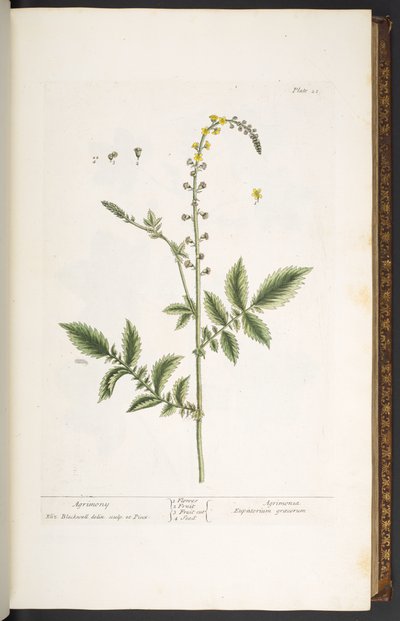 Tavola 21, Agrimonia, da 