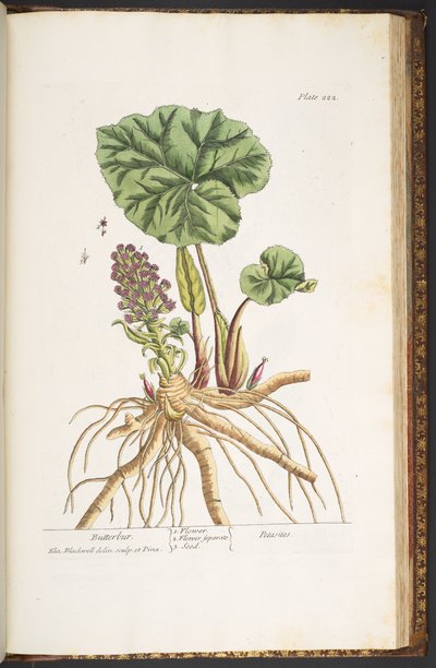 Tavola 222, da 