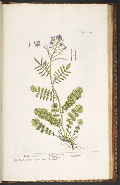 Tavola 223, da 