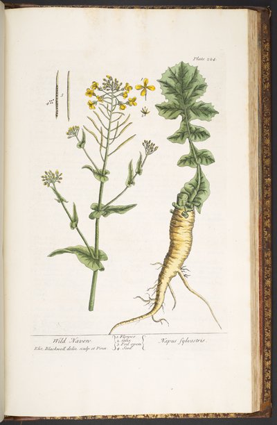 Tavola 224, da 