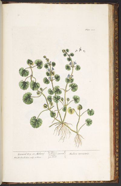 Tavola 225, da 