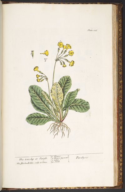 Tavola 226, da 