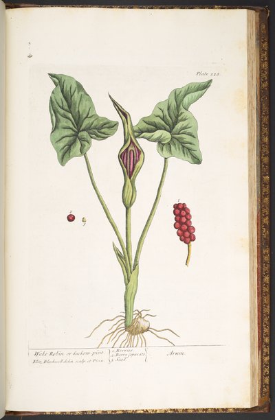 Tavola 228, da 
