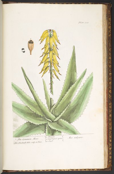 Tavola 229, da 