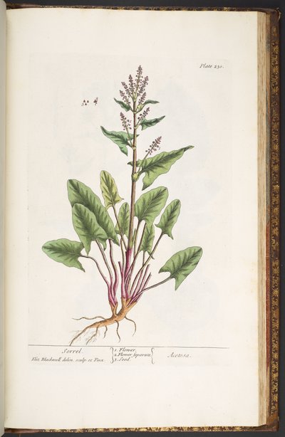 Tavola 230, da 