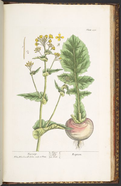Tavola 231, da 