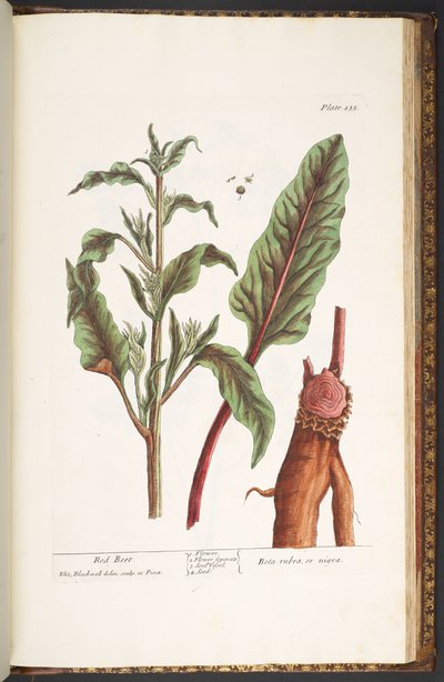 Tavola 235, da 