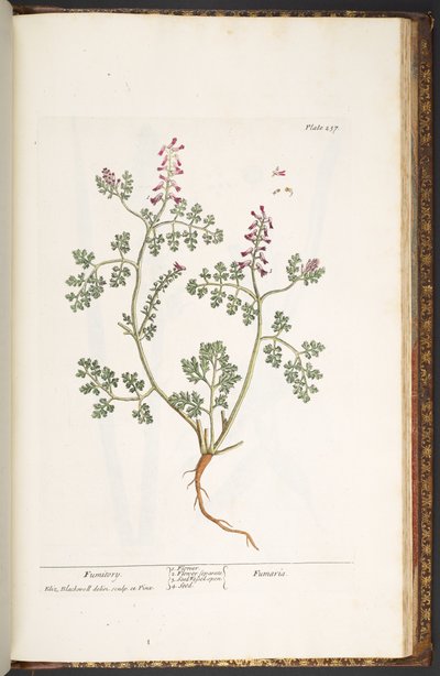 Tavola 237, Fumaria, da 