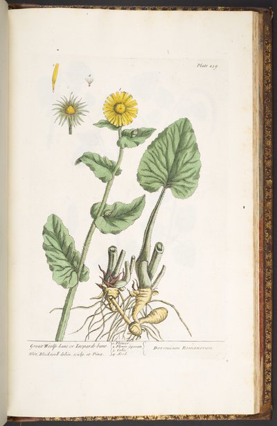 Tavola 239, da 