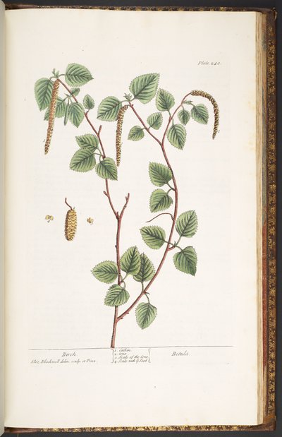 Tavola 240, da 
