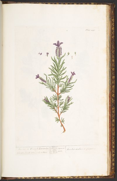 Tavola 241, da 