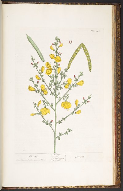 Tavola 244, da 