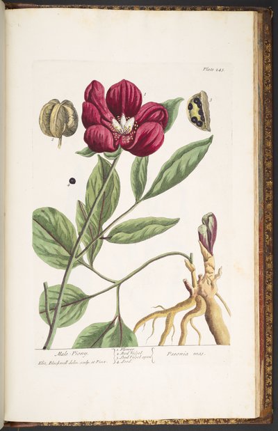 Tavola 245, Peonia maschile, da 