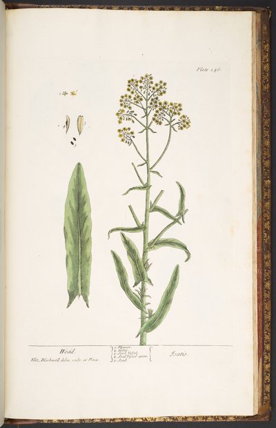 Tavola 246, Wodd, da 