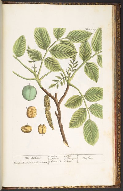 Tavola 247, Il Noce, da 