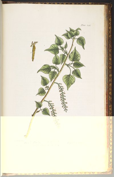 Tavola 248, da 
