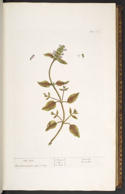 Tavola 24, Prunella, da 