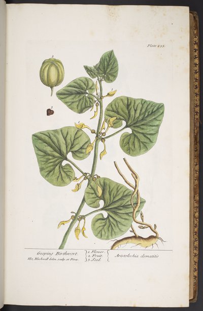 Tavola 255, da 