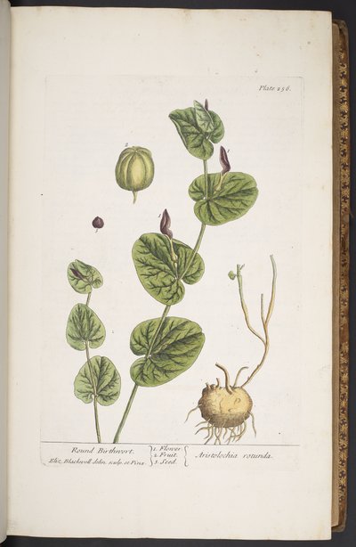 Tavola 256, da 