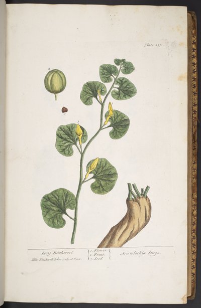 Tavola 257, da 