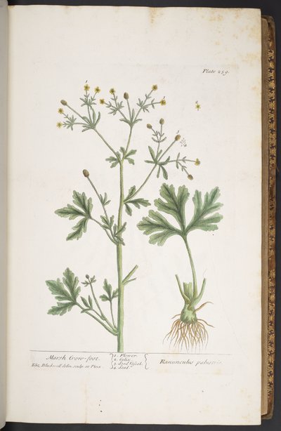 Tavola 259, da 