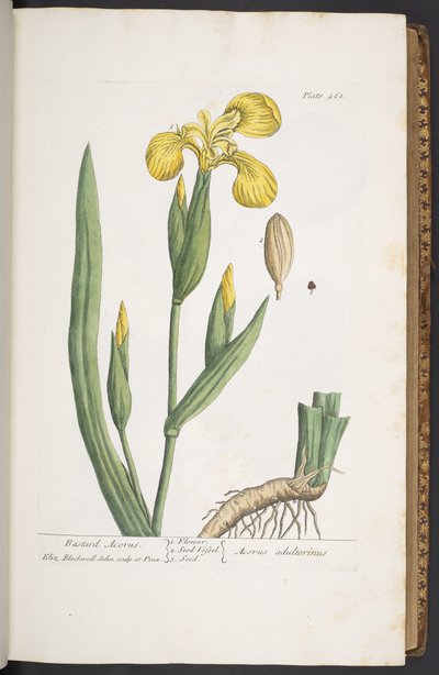 Tavola 261, da 