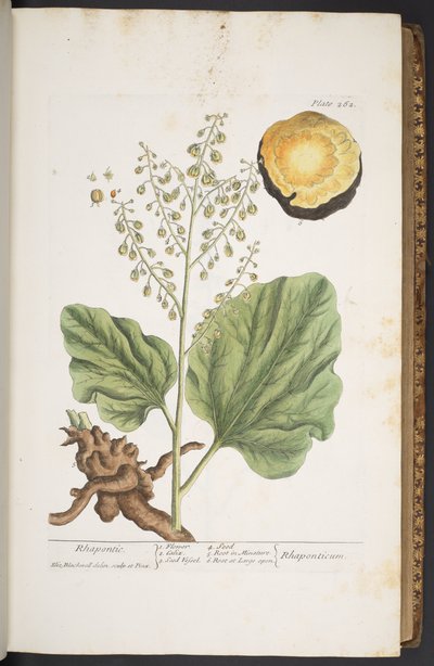 Tavola 262, da 