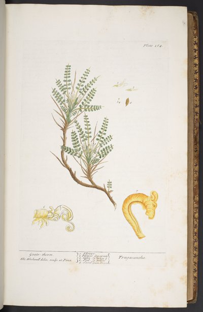 Tavola 264, da 