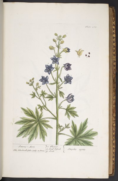 Tavola 265, da 