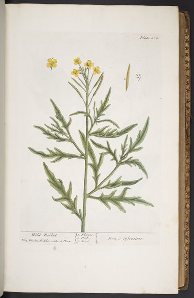 Tavola 266, da 