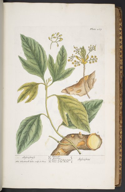 Tavola 267, da 