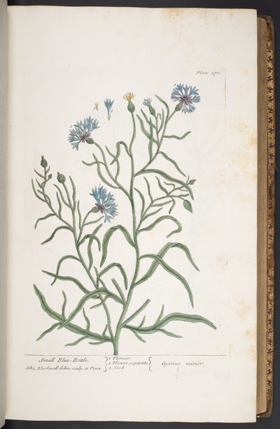 Tavola 270, Fiordaliso, da 