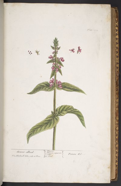 Tavola 273, da 