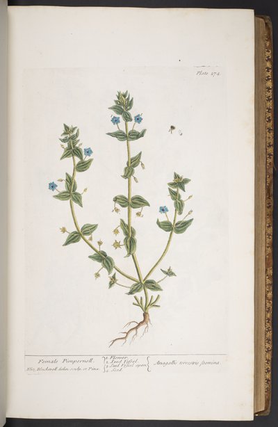 Tavola 274, da 
