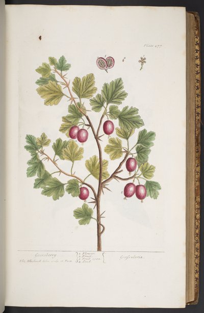 Tavola 277, da 