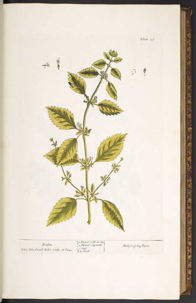 Tavola 27, Balsamo, da 