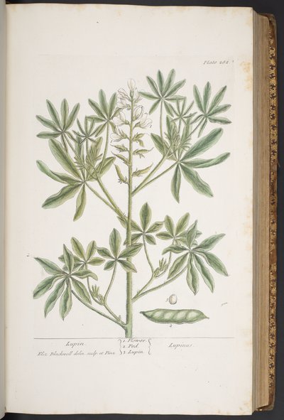 Tavola 282, da 