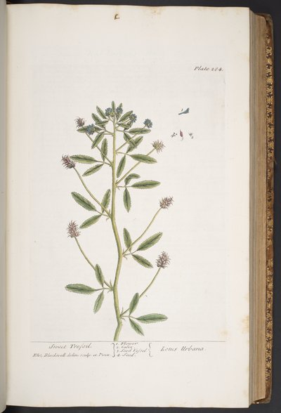 Tavola 284, da 