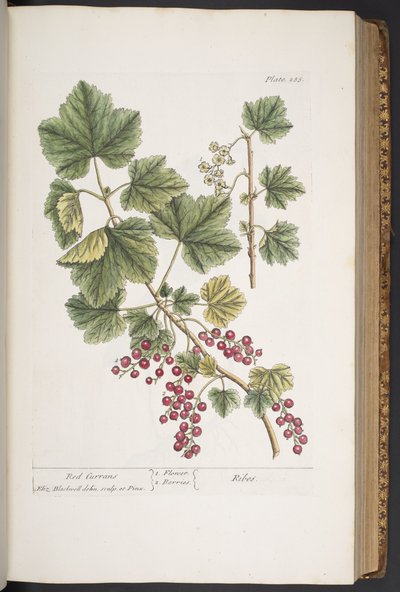 Tavola 285, da 