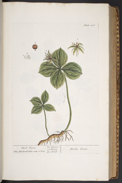 Tavola 286, da 