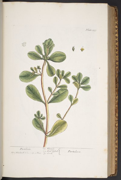 Tavola 287, da 