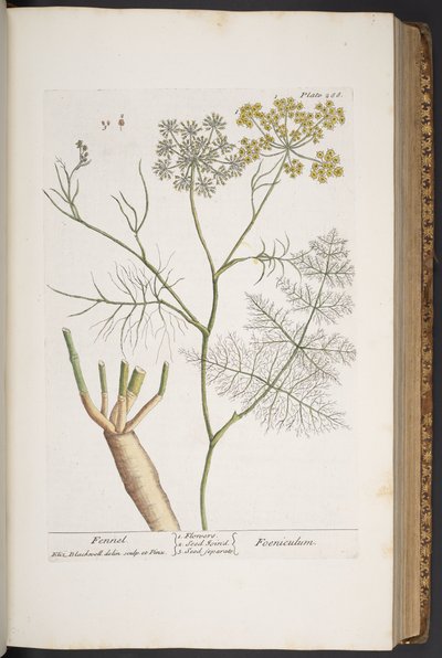 Tavola 288, da 